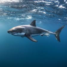 Honestdocs Info Kesehatan Tanya Dokter Pengiriman Obat Honestdocs White Sharks Great White Shark Shark