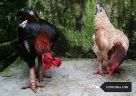 We did not find results for: Cara Ternak Ayam Dong Tao Atau Ayam Kaki Naga