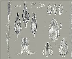 Image result for Sacciolepis rigens