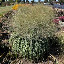Image result for Panicum novemnerve
