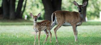 All park regulations are posted and pamphlets are available at park office. Lake Somerville State Park Trailway Texas Parks Wildlife Department