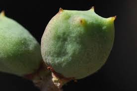 Image result for Lannea discolor