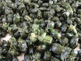 Le Pissenlit En Cuisine Salade De Pissenlit Plantes Sauvages Comestibles Pissenlit