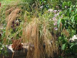Image result for Eragrostis tef