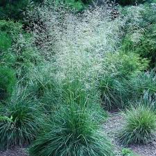 This lovely cultivar of deschampsia cespitosa shares many attributes with the species: Deschampsia Cespitosa