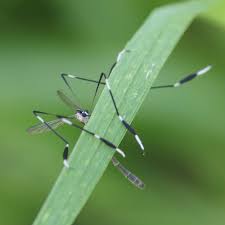 Bug othe Week – Phantom Crane Fly rerun – Riveredge Nature Center