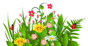 Flowers Clipart Border Flowers Clipart Clipart Spring Flowers Flower Clipart Spring Flowers Images Flower Clipart Png