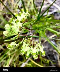 Image result for Xysmalobium