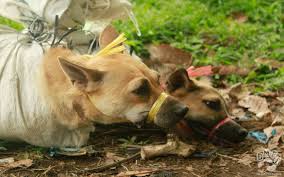 Victory Indonesia Pledges To Ban Dog And Cat Meat Trade 動物 動物愛護 動物実験