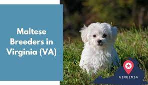 Feb 25, 2016 · virginia (va) washington (wa) west virginia (wv) wisconsin (wi) wyoming (wy) the best places to find teddy bear puppies for sale is on ebay classifieds and puppyfind.com in the usa. 5 Maltese Breeders In Virginia Va Maltese Puppies For Sale Animalfate