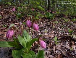 Image result for Erythrocephalum albiflorum