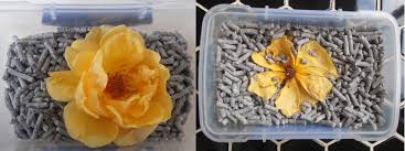 From silica gel to cat litter. 3 Ways To Air Dry Flowers Grow Create Save