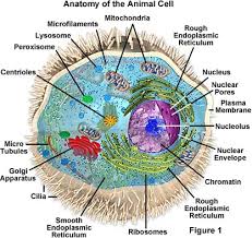 One half has labeled parts: Molecular Expressions Cell Biology Animal Cell Structure
