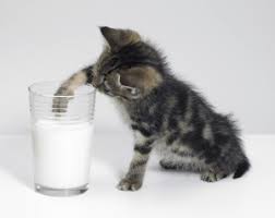 Here is what cat nutritionists and veterinarians told webmd. Do Cats Really Like Milk Fussie Cat