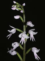 Image result for Stenoglottis