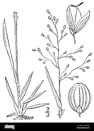 Image result for Panicum hymeniochilum