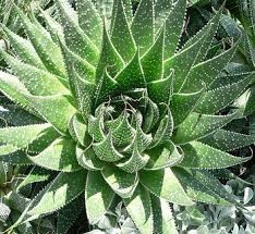 Image result for Aloe decurva