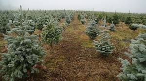 The family christmas tree farm is entirely committed to producing some of the finest natural cultivated christmas trees. Family S Christmas Tree Farm Offers Customers Little Bit Of Magic Abc News