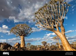 Image result for Cyphostemma hermannioides