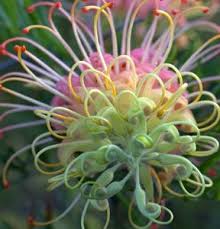 Beauty points sammeln & mit der douglas beauty card von exklusiven vorteilen profitieren. Grevillea Superb Garden Express Australian Flowers Unusual Flowers Unusual Plants