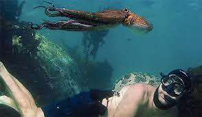 The most majestic, unlikely friendship. Review My Octopus Teacher On Netflix Marine Madness