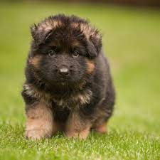 King Shepherd King German Shepherd German Shepherd Baby German Shepherds Cute German Shepherd Puppies Shepherd Puppies