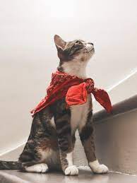We did not find results for: Online Pet Store Dubai Uae Buy Kitten Dog And Birds Peshi Pets