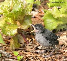 Baby Bird Identifier By Picture Pin On Baby Birds
