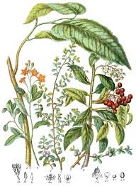 Image result for Myrsinaceae