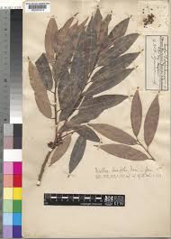 Image result for Sladeniaceae