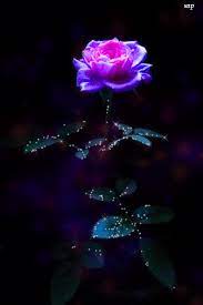Check spelling or type a new query. La Mia Raccolta Gif Flowery Wallpaper Blue Roses Wallpaper Rose Wallpaper