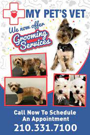 I have 5 dogs in my family. My Pet S Vet Startseite Facebook