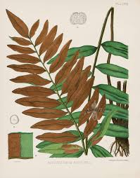 Image result for Acrostichum aureum