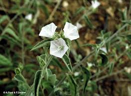 Image result for Jacquemontia paniculata