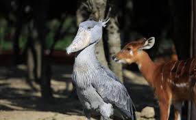 ハシビロコウ 神戸どうぶつ王国 ハシビロコウ ザンビア 神戸