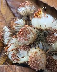 Pressed flowers for sale near me. Dried Flowers Petals Dry Dried Fruits Autumn Dry Dead Flower Flowers Petal Dry Leaf Winter Pikist