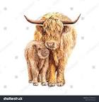 Image of Yak baby