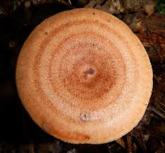 Maybe you would like to learn more about one of these? Eichenmilchling Lactarius Quietus