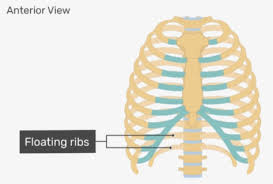 Related posts of anatomy of ribs and its related area abdominal artery anatomy. Rib Cage Diagram Draw A Well Labelled Diagram Of The Rib And Rib Cage Biology Topperlearning Com Xropqb0hh Medical Human Chest Skeletal Bone Structure Model