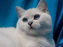 katherine the great feliland british shorthair black silver shaded point bri ns 11 33 www fe british shorthair american shorthair cat british shorthair cats