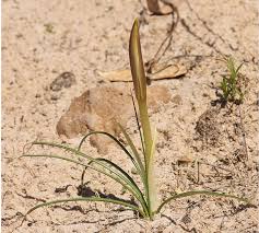 Image result for Crinum walteri