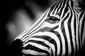 Pin On Fine Art Photography Black White Sepia