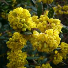The large, conical flowers of oakleaf hydrangea appear in summer. Berberis Julianae Hedging Wintergreen Barberry Shrub