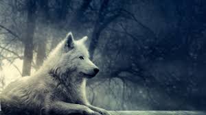 If you're in search of the best howling wolf wallpaper, you've come to the right place. Fantasy Pic Of Wolf Hd Wallpaper
