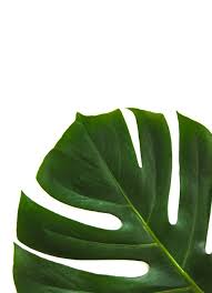 Download and print this free monogram maker. 10 000 Best Palm Leaves Photos 100 Free Download Pexels Stock Photos