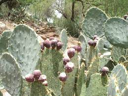 The ingredients are approximate quantities; Prickly Pear Cactus Jelly Or Tuna Jelly Texas Jelly Making