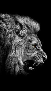 Angry Lion The Iphone Wallpapers Animals Big Cats Lion
