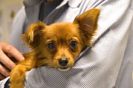 Good karma pet rescue is a non profit organization serving south florida by rescuing pets and thank you good karma for saving bella and her nine puppies. Raffi Papillon Mix From Florida Little Dog Rescue Puppybowl Animalplanet Puppies Puppy Bowls Animal Planet Puppies