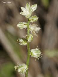 Image result for Pupalia micrantha