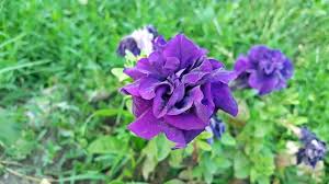 Maybe you would like to learn more about one of these? Plantes Anti Insectes Tout Savoir
